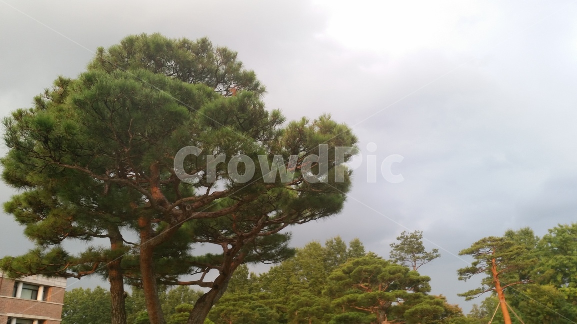 tree,나무,plant,식물,treetrunk,나무줄기,흐린날,구름,소나무,자연,자연,풍경,nature,landscape,tree trunk,나무 줄기