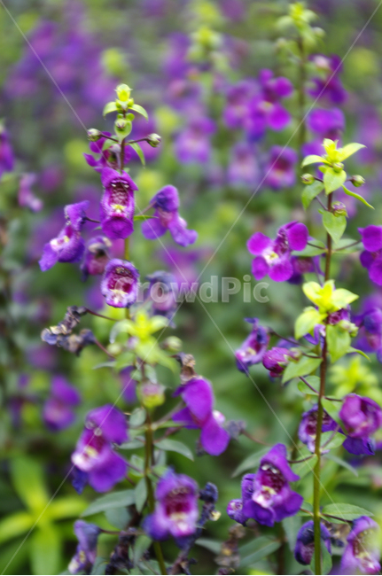 꽃,식물,flower,plant,안젤로니아,식물,자연,plants,nature,꽃,flower