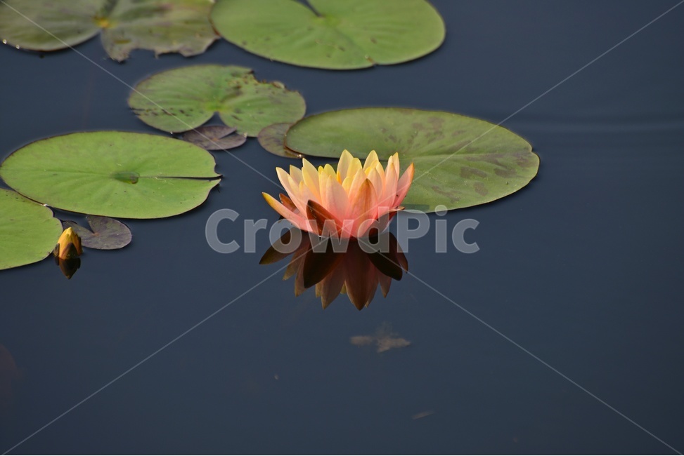 blossom,plant,식물,flower,꽃,수련,연꽃,반영,연못,연잎,연꽃잎,수생식물,수중식물