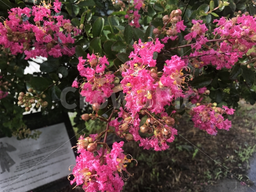 6월,행사,꽃,운조루,나도영상전문가,식물,자연,plants,nature,꽃,flower