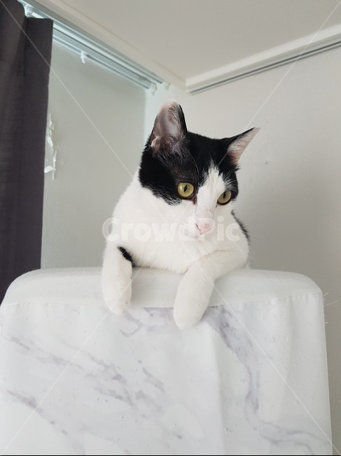 고양이,코리안숏헤어,바둑이,에어컨,쉬는양이