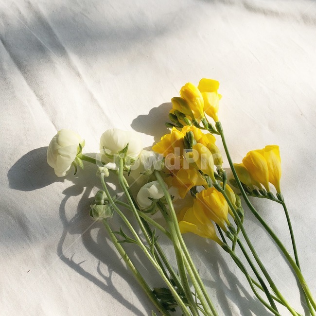 꽃,식물,꽃꽂이,부케,flower,flowerbouquet,plant