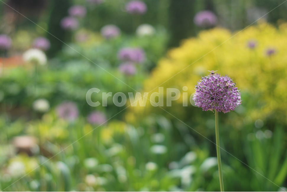 flower,식물,꽃,plant,blossom,식물,자연,plants,nature,꽃,flower
