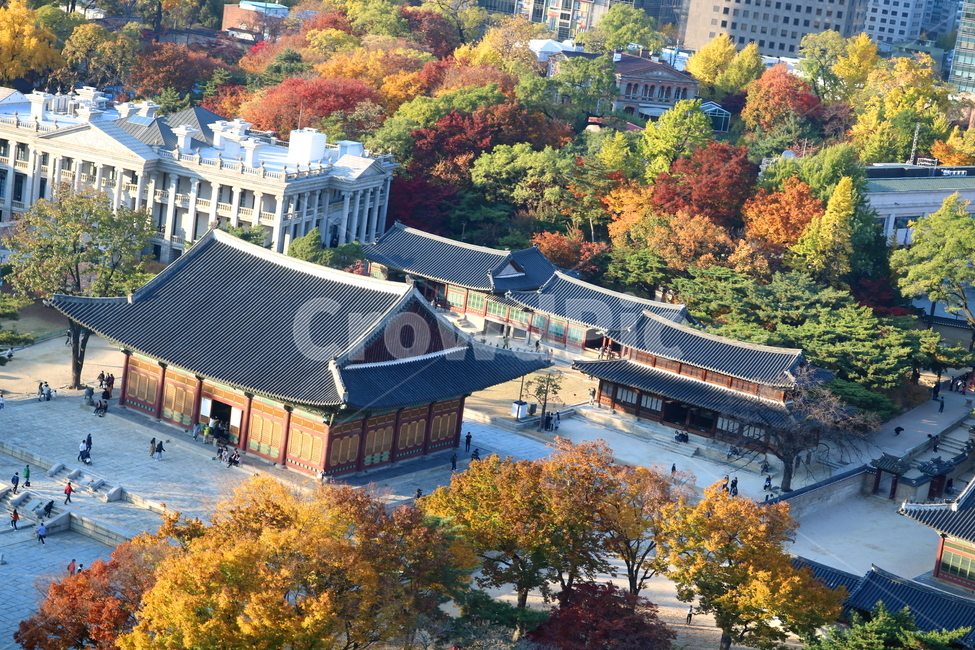 덕수궁,궁,문화재,과거,기와집,옛날집,단풍,단풍나무,나무,가을,자연,풍경,덕수궁전망대,전망대,가을,계절,fall,autumn,season,한국전통,한국문화,korean traditional,korean culture,랜드마크,landmark,tourist attraction,한국랜드마크,한국관광지,한국명소,korea landmark,korea tourist attraction,nature,outdoors,옥외,landscape,경치,scenery