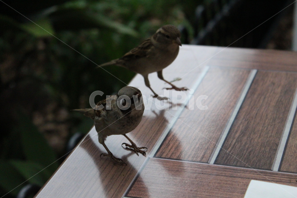 animal,동물,bird,새,sparrow,참새