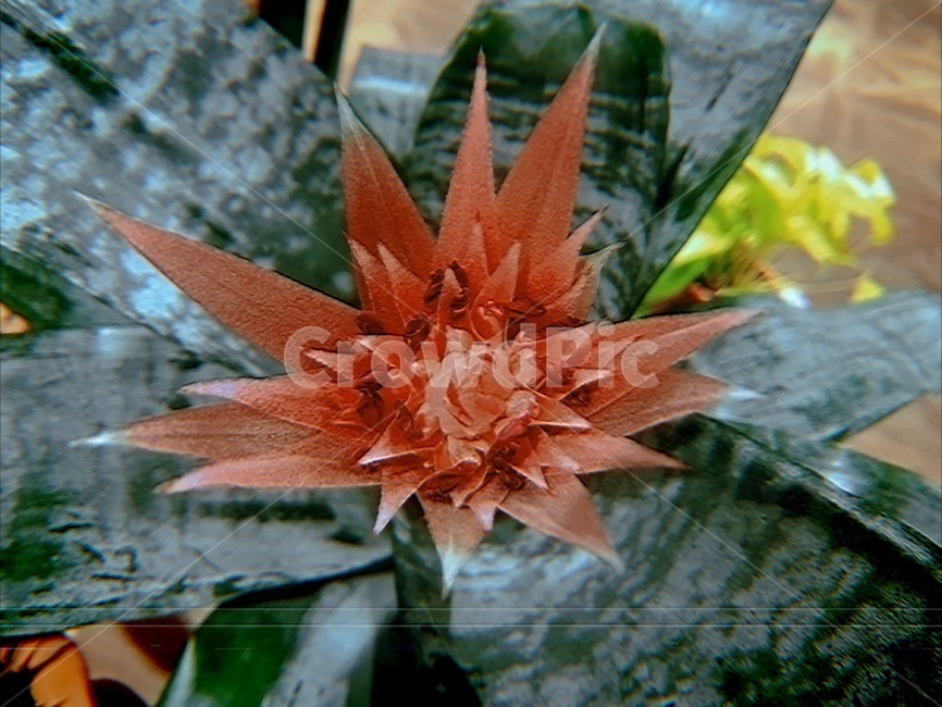 화시아타,꽃,필름카메라,감성꽃,식물,분홍색꽃,특이한식물,식물,자연,plants,nature