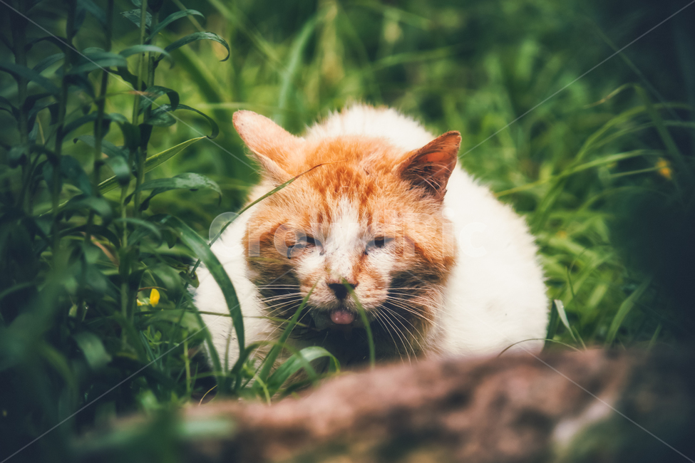 고양이,길냥이,캣,귀여운,예쁜,길고양이,숩,산책,우연히,동물,animal,포유류,mammal,고양이,cat,kitten,kitty,감성,sensible,feeling