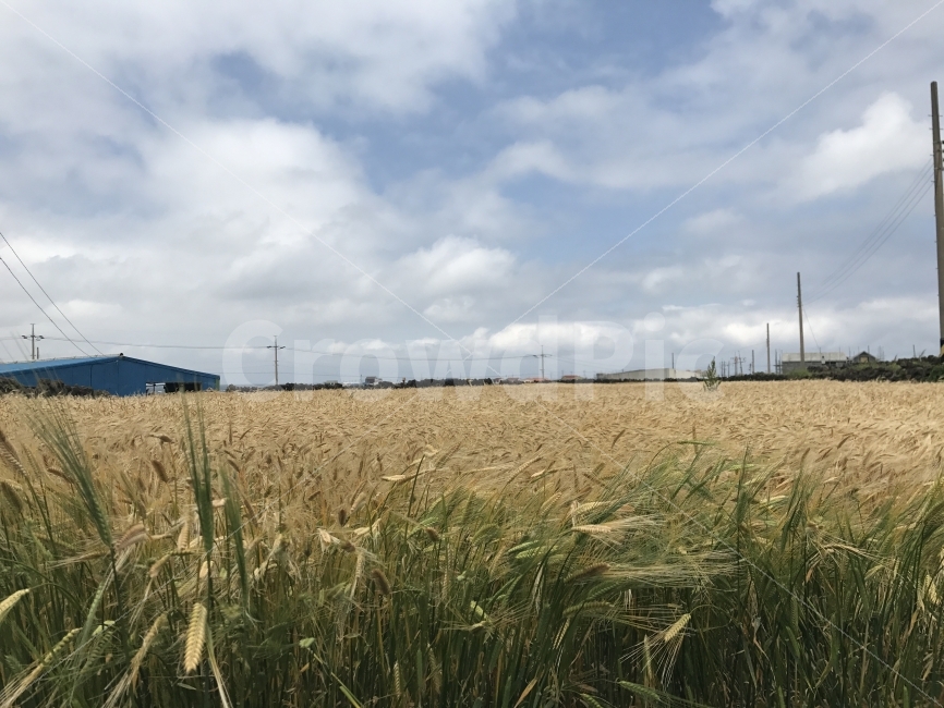 자연,감성,풍경,제주,원본,무보정,자연,풍경,nature,landscape,시골,마을,country,rural,town,식물,plants,plant,food,음식,vegetable,야채,grain,곡물