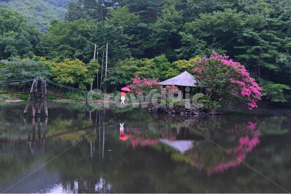 nature,자연,outdoors,옥외,scenery,풍경,landscape,경치,water,물,순천,일일레져타운,순천일일레져타운,배롱나무,일일레져타운배롱나무,연못,반영,사람,자연,풍경,nature,landscape