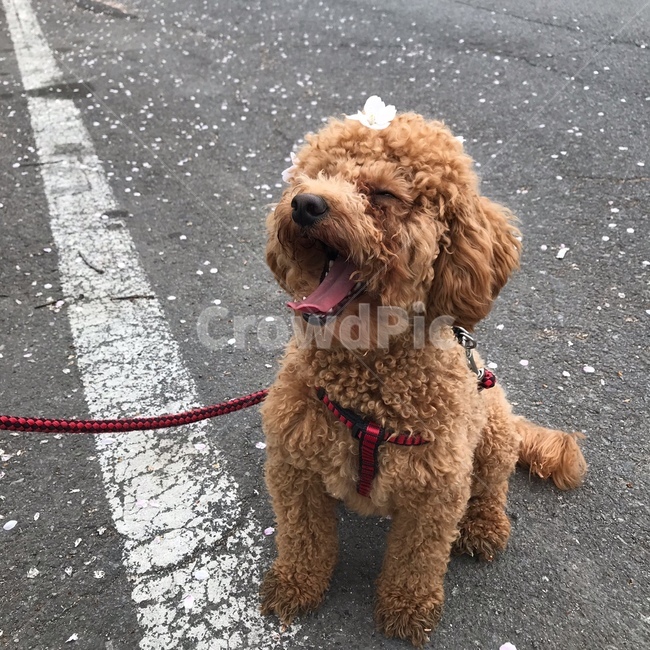 푸들,강아지,벚꽃,강아지산책,강아지하품,동물,animal,포유류,mammal,개,강아지,dog,doggy
