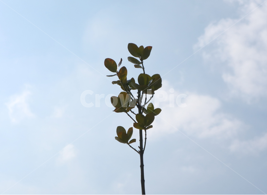 봄,새싹나무,파란하늘,초록색,산책