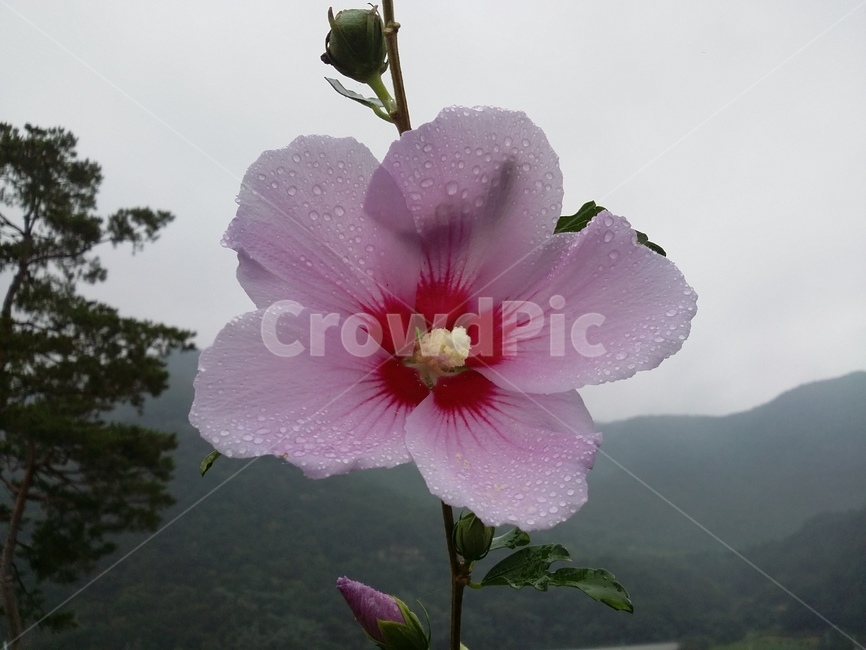 식물,plant,꽃,무궁화,무궁화꽃,자연,flower,식물,자연,plants,nature,꽃,flower