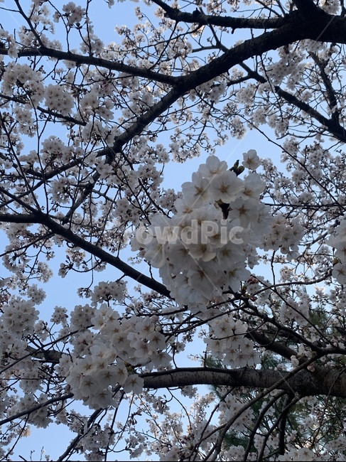 blossom,꽃,벚꽃,cherryblossom,flower,식물,plant