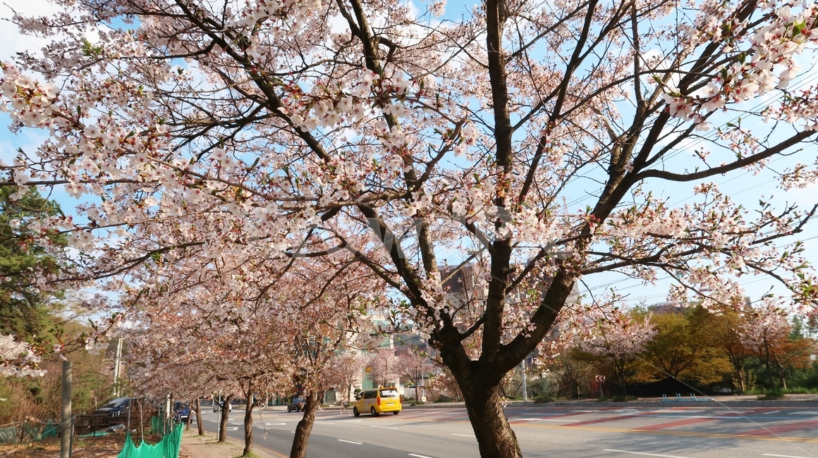 벚꽃,하늘,sky,blue,cherryblossom