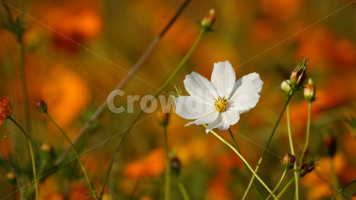 꽃,꽃길,코스모스,코스모스축제,식물,가을,계절,fall,autumn,season,식물,자연,plants,nature,꽃,flower,plant