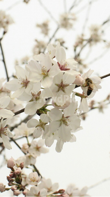 벚꽃,flower,spring,nature,봄,식물,꽃