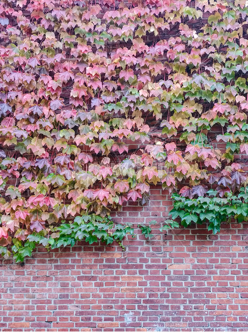 plant,식물,brick,벽돌,blossom,담쟁이,식물,자연,plants,nature