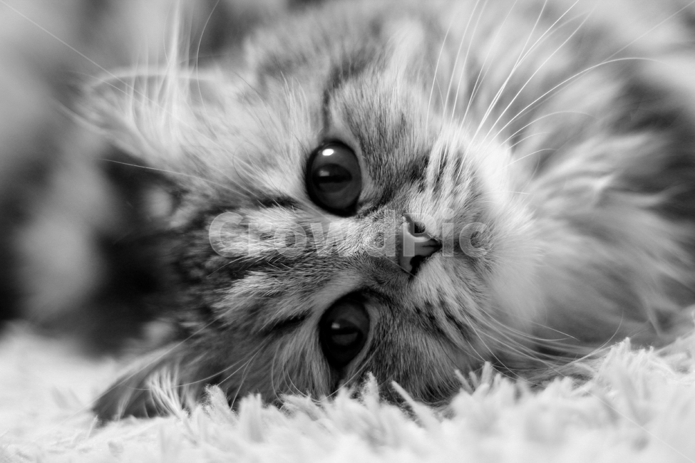 고양이,흑백,애묘,동물,귀여움,동물,animal,포유류,mammal,고양이,cat,kitten,kitty,흑백,모노톤,monochrome,black and white