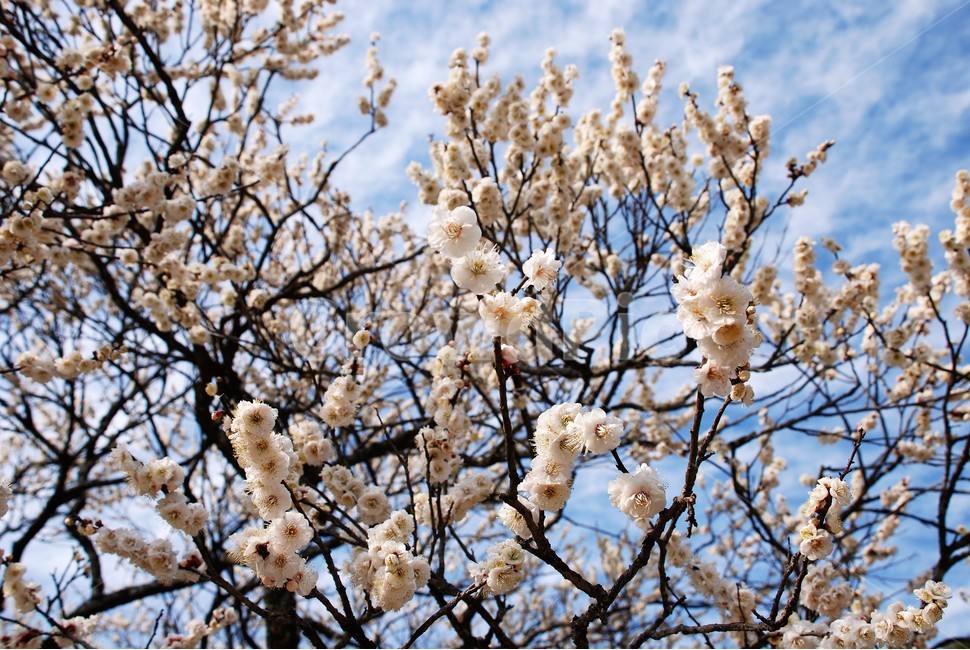 매화,홍매화,백매화,봄,꽃나무,나무,봄,계절,spring,season,식물,자연,plants,nature,꽃,flower,plant,blossom