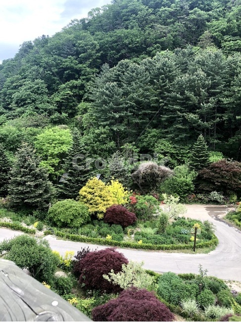 자연,나무,풍경,수목원,숲