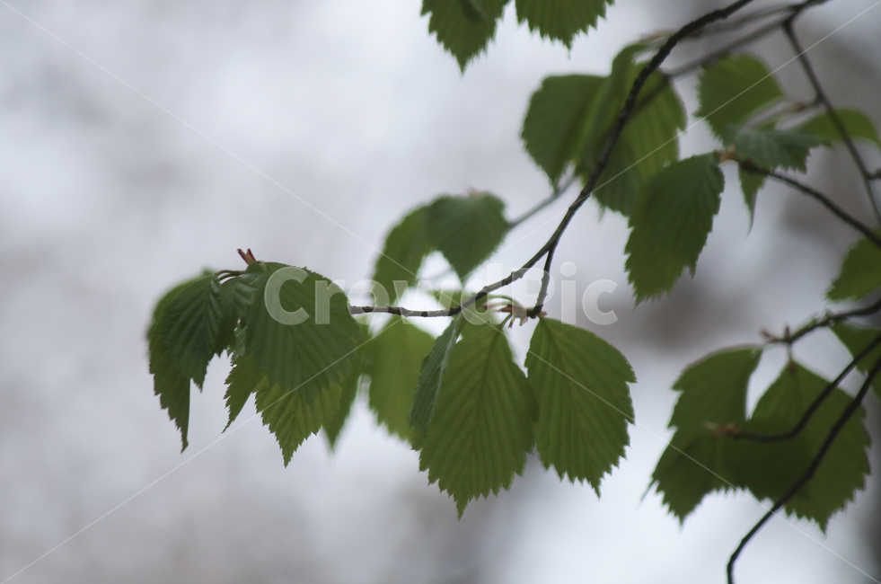 plant,식물,leaf,잎,bud,싹,새싹,green,초록,푸른,봄,spring,tree,나무,sprout