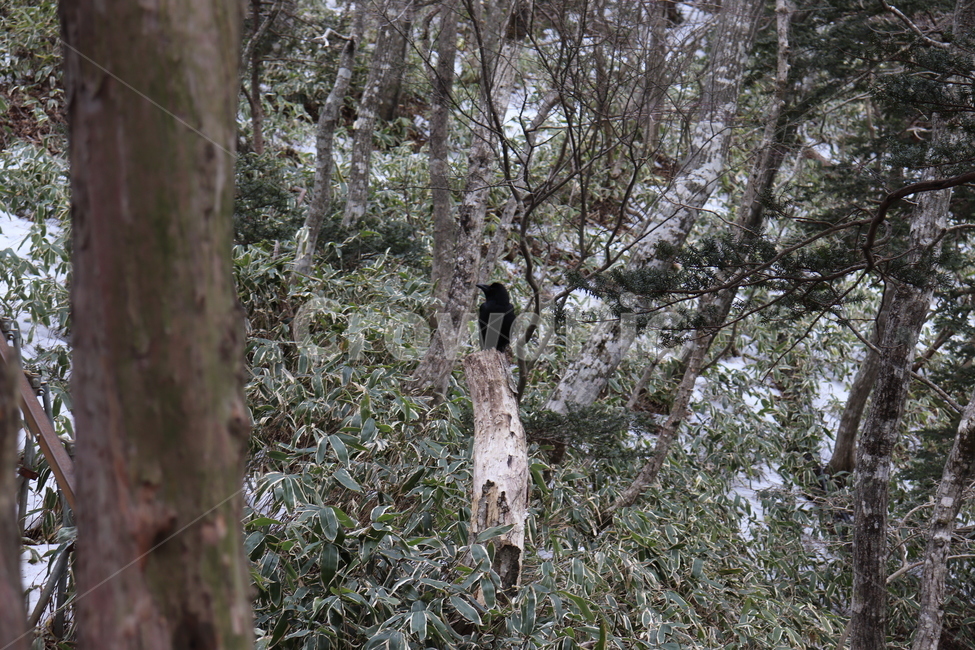 까마귀,조류,새,한라산,등산,동물,crow,birds,hallamountain