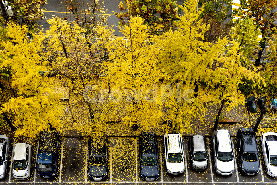 가을,은행나무,자동차,거리,도시풍경,노랑색,도로,낙엽,도시,가을,계절,fall,autumn,season
