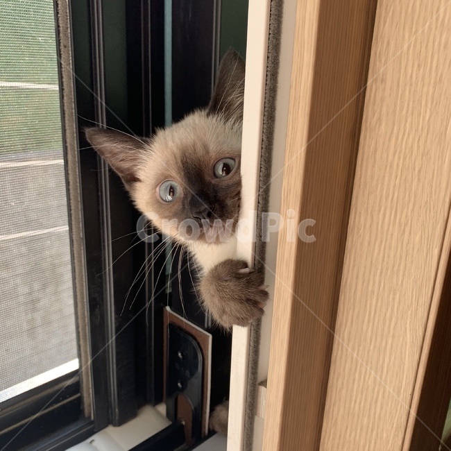 동물,고양이,반려묘,귀여워,샴
