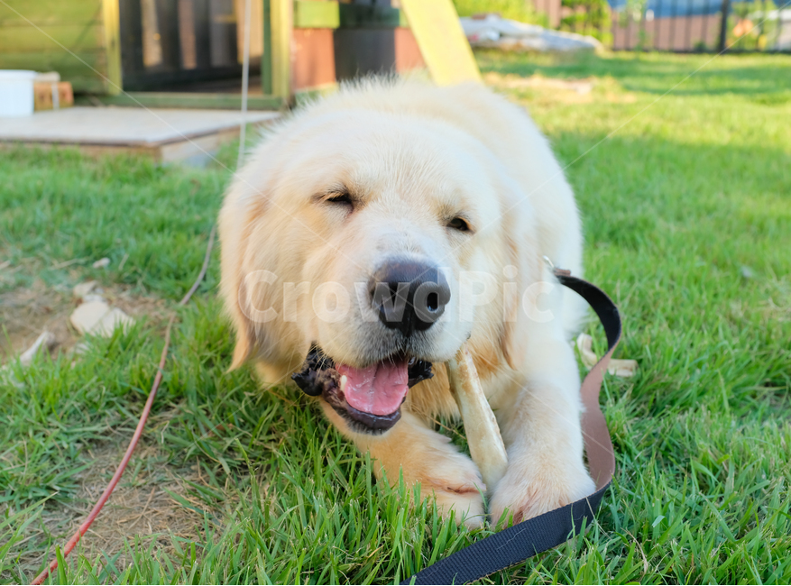 애완동물,강아지,골든리트리버,동물,개,잔디,식물,goldenretriever,animal,dog,pet,동물,animal,포유류,mammal,개,강아지,dog,doggy