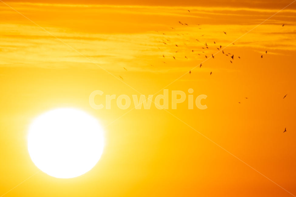 새,새해,해,일출,조류,자연,자연,풍경,nature,landscape,동물,animal,조류,새,birds,outdoors,옥외,sky,하늘,sun,태양,sunlight,햇빛