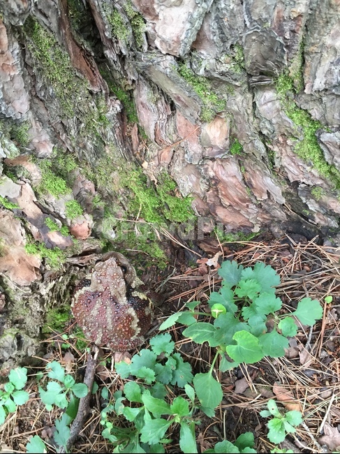 두꺼비,이끼,초록,자연,나무,식물,자연,plants,nature