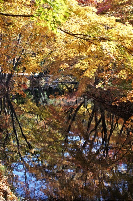 가을,단풍,나무,자연,식물,계곡물,그림자,감성,자연풍경,풍경,trees,nature,autumn,season,emotion,가을,계절,fall,autumn,season,tree,plant,maple
