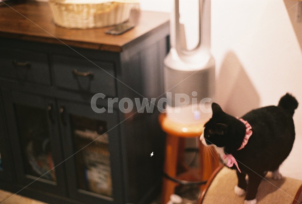 인테리어,고양이,가구,애완동물,cat,동물,animal,포유류,mammal,고양이,cat,kitten,kitty
