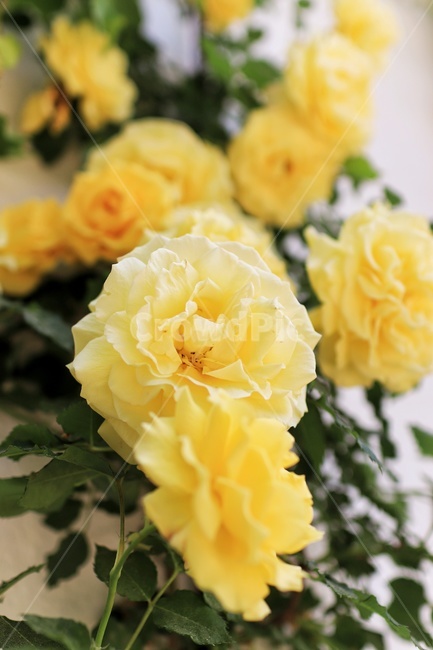 꽃,flower,노랑꽃,장미,노란장미