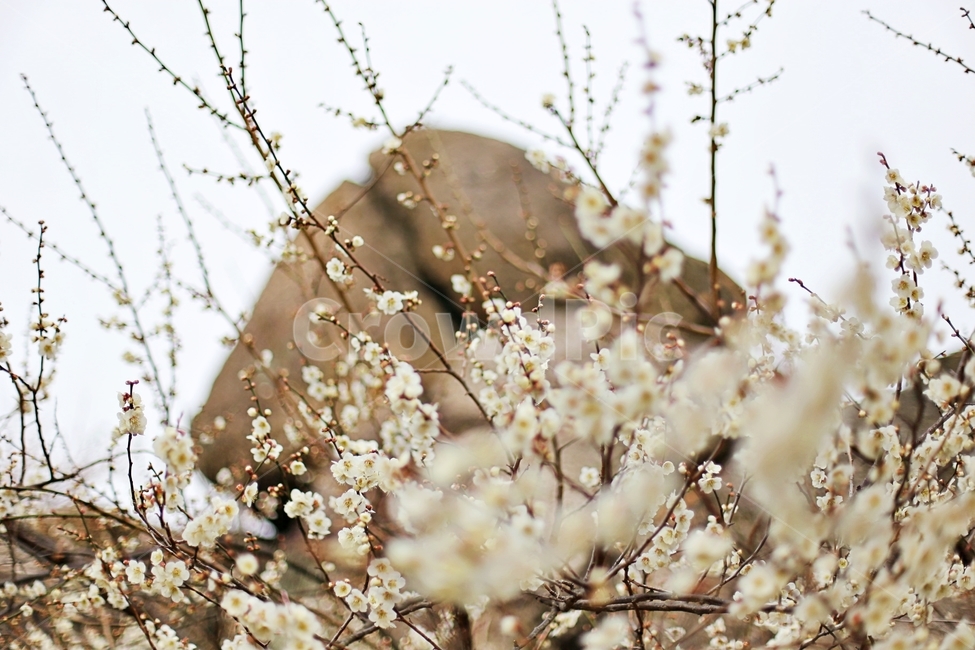 하동,경남하동,매화마을,매화축제,매화꽃,매화,꽃,flower,hadong,봄,계절,spring,season,식물,자연,plants,nature,꽃,flower,plant,blossom,cherry blossom,벚꽃