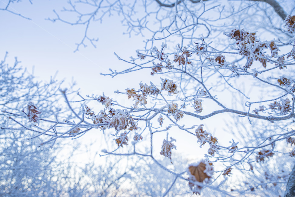 태백산,상고대,겨울,눈꽃,겨울풍경,풍경,산,겨울산,설산,겨울,계절,winter,season,자연,풍경,nature,landscape