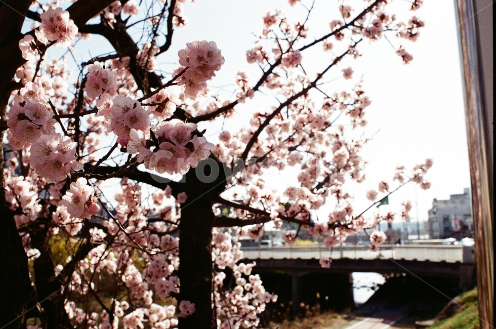 flower,벚꽃,cherryblossom,꽃,봄,spring