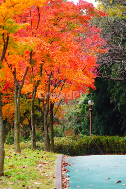 단풍,단풍나무,엽록소,감성,maple,잎,식물,가을,계절,fall,autumn,season,식물,자연,plants,nature,나무,trees,wood,tree,plant