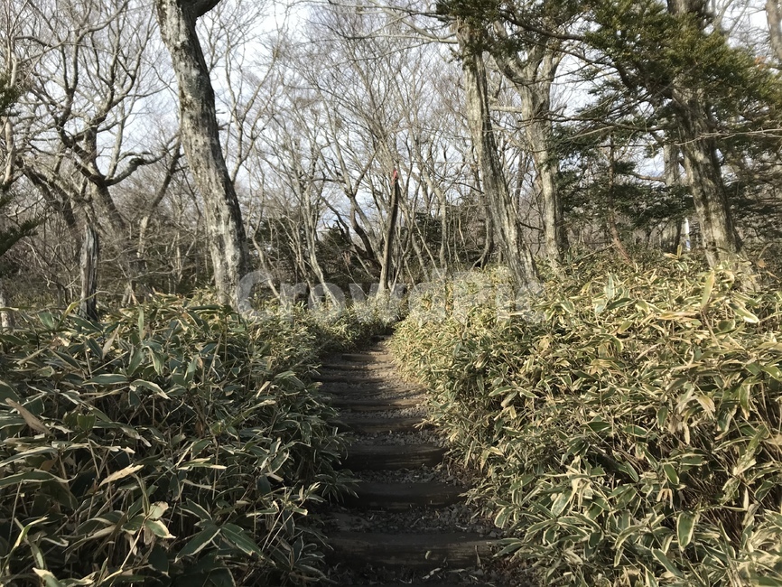 식물,plant,나무,tree,산책로,산길,등산로,식물,자연,plants,nature,나무,trees,wood