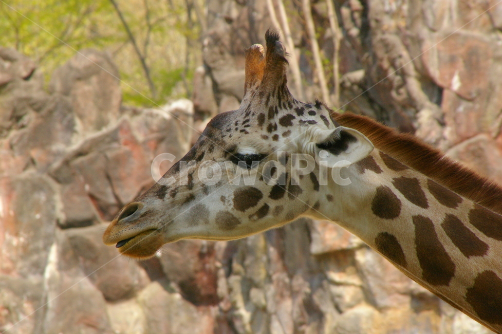 동물,animal,giraffe,mammal,포유류,기린,동물,animal,포유류,mammal