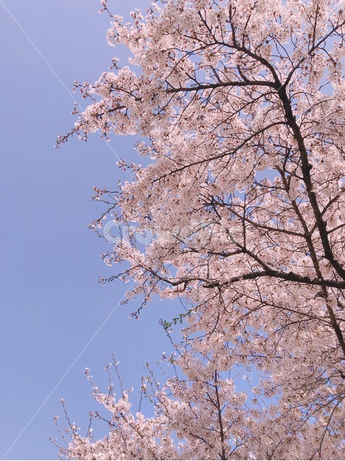 벚꽃,꽃,cherryblossom,식물,하늘,배경화면,4월,봄