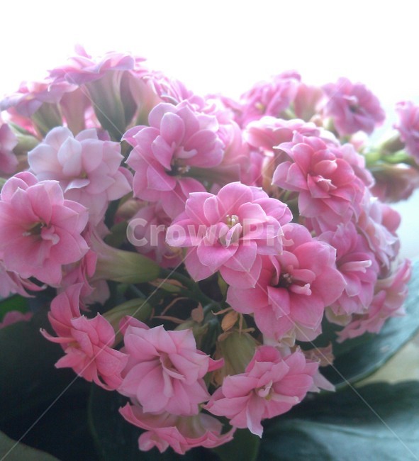 식물,꽃,flower,blossom,봄,꽃잎,분홍색,식물,자연,plants,nature,꽃,flower