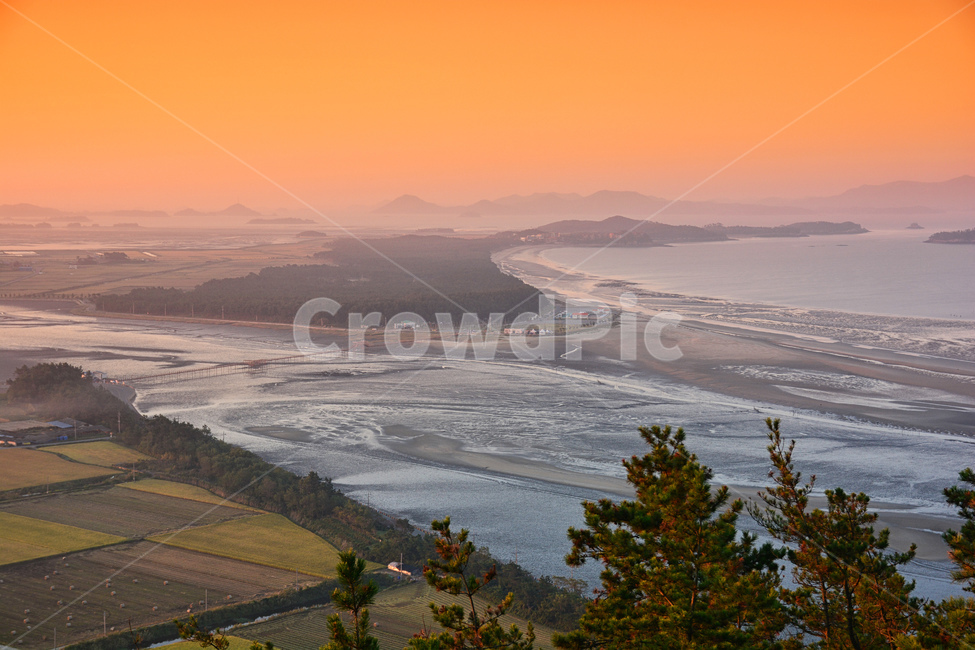 나무,자연,경치,아침,신안,증도,전남,바다,갯벌,한반도,해송,nature,landscape,자연,풍경,nature,landscape