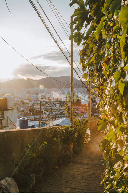 문현동,부산,감성,덩굴,골목,색감,도시,풍경,city,landscape,한국도시풍경,한국도시경관,korea cityscape,골목길,alley,휴식,힐링,rest,relaxation,healing,flare,플레어,light,빛