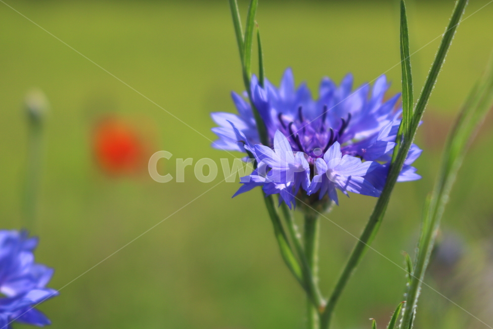 수레국화,꽃,국화,식물,수레국화꽃,관상용,원예,식물,자연,plants,nature,꽃,flower