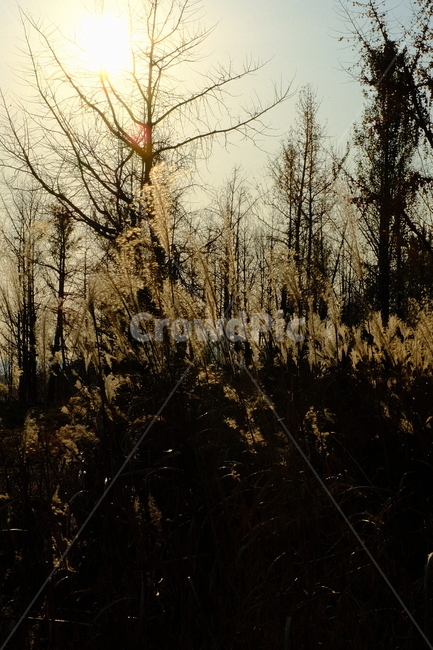 plant,식물,tree,나무,grass,잔디,해질녘,노을,갈대,억새,갈대밭,억새밭,역광