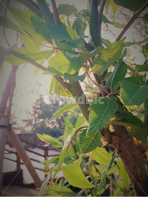 나무,햇빛,나뭇가지,식물,나뭇잎,tree,leaf,plant,sunshine,식물,자연,plants,nature