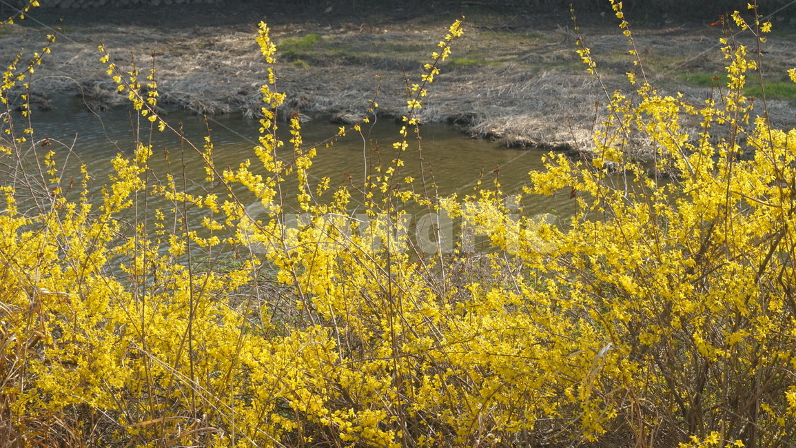 꽃,봄,개나리,산책,공원,봄꽃,spring,season,봄,계절,spring,season,plant,식물