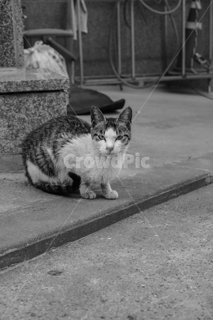 길고양이,고양이,흑백,cat,길냥이,동물,동물,animal,포유류,mammal,고양이,cat,kitten,kitty,흑백,모노톤,monochrome,black and white