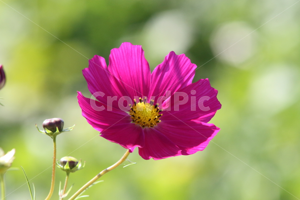코스모스,꽃,식물,가을꽃,cosmos,가을,계절,fall,autumn,season,식물,자연,plants,nature,꽃,flower,plant